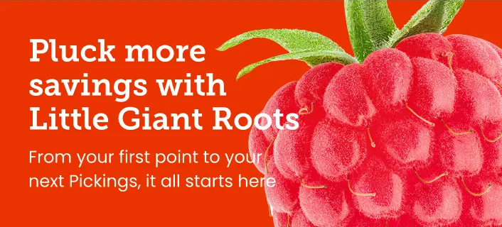 Loyalty Program Banner 4